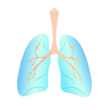 Lungs Stock Illustration