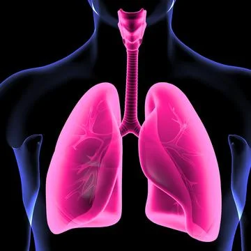 LUNGS Illustrazione stock