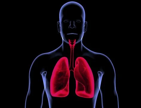 LUNGS Illustrazione stock