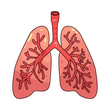 Lungs illustration Stock Illustration