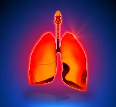 Lungs - Internal organs - blue background 스톡 일러스트