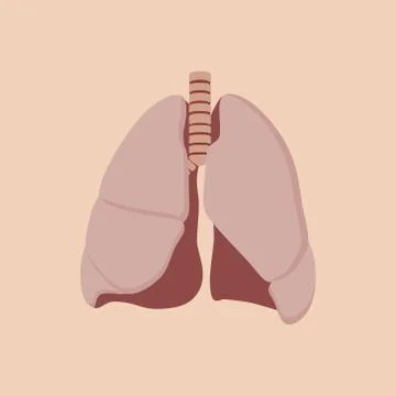 Lungs isolated with orange background vector Stock Illustration