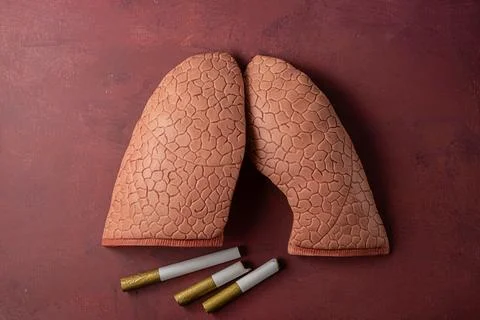 Lungs Stock Photos
