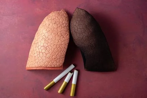 Lungs Stock Photos