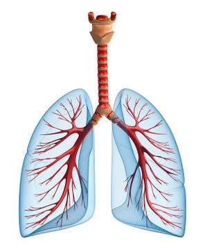Lungs - pulmonary system. Front view, isolated on white Stock Illustration