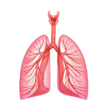Lungs - pulmonary system. Front view, isolated on white Stock Illustration