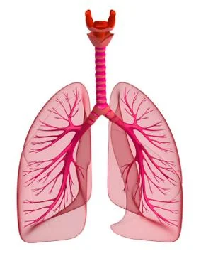 Lungs - pulmonary system. Front view, isolated on white Stock Illustration