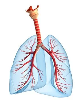 Lungs - pulmonary system. Perspective view, isolated on white Stock Illustration