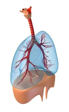 Lungs - pulmonary system. Rigth view, isolated on white Stock Illustration