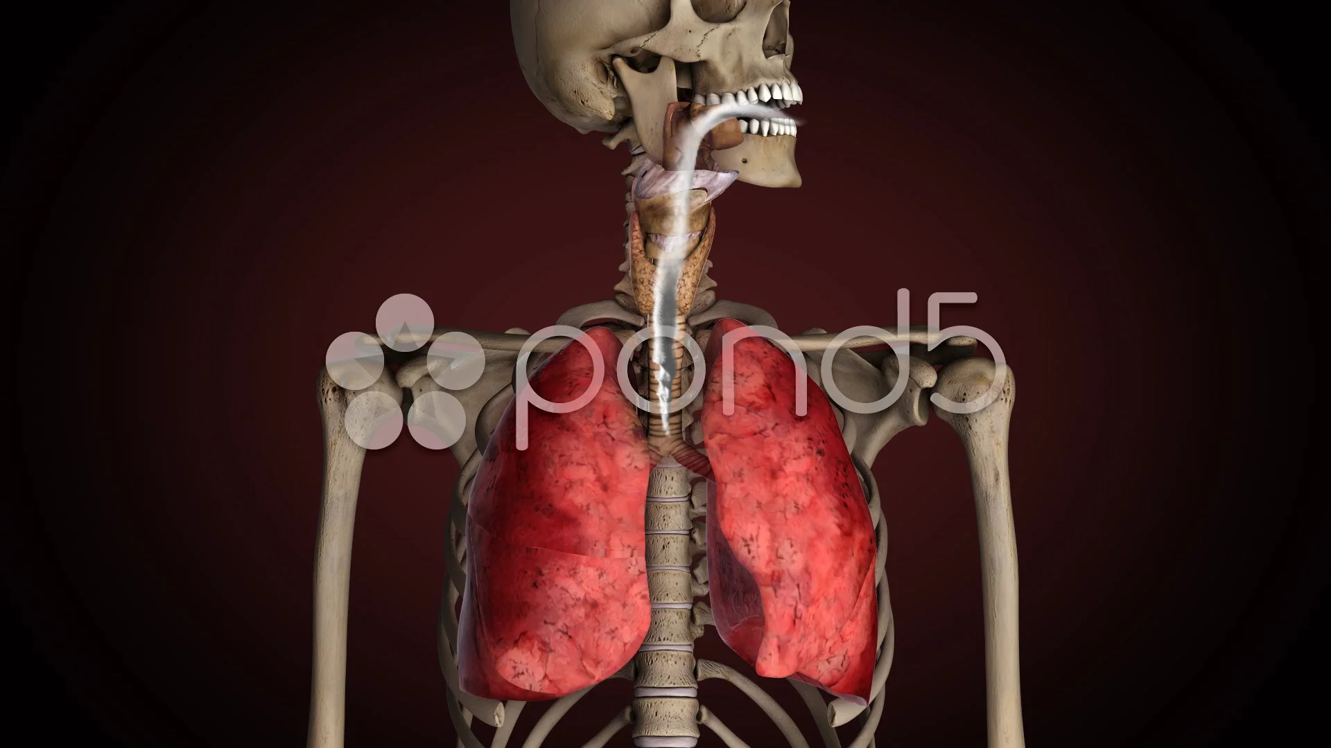 Lungs of smoker, turns from healthy to s... | Stock Video | Pond5