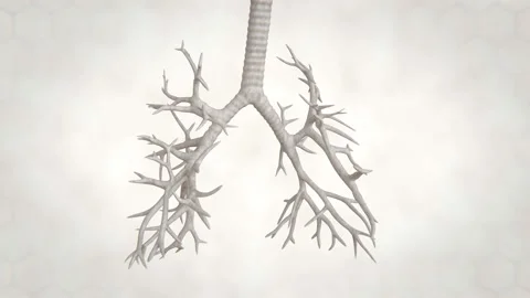 Lungs Structure, Bronchi and Alveoli Stock Footage 106876757