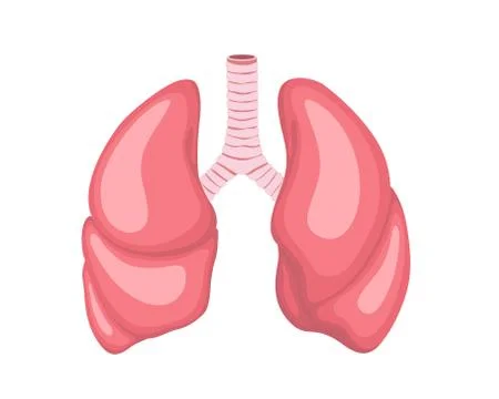 Lungs, vector illustration of EPS 10. Human internal organs. Stock Illustration