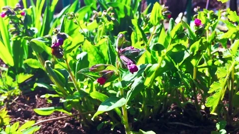 Lungwort with a bumble bee Stock Footage 74799470