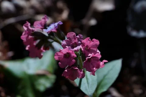 A lungwort flower grows in the forest. Fotos de archivo