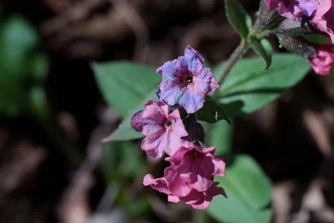 A lungwort flower grows in the forest. Stockfoto's