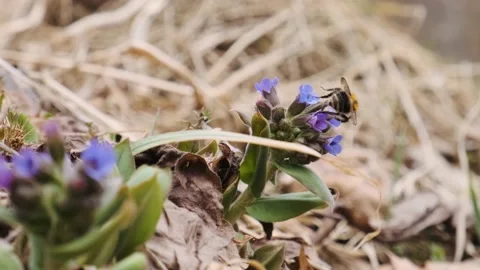 Lungwort flowers pollinated by bumble bee in early spring forest close up. Stock Footage 174204881