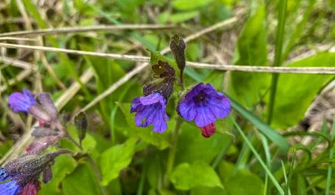 Lungwort in the forest in spring. Stock Photos