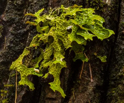 Lungwort Lichen Foto stock