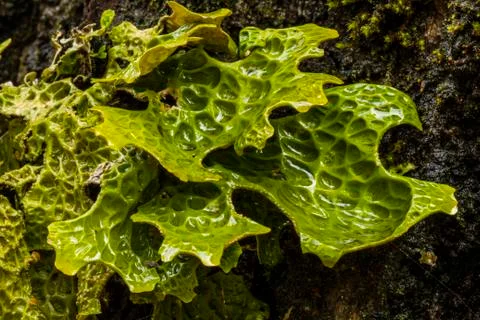 Lungwort Lichen Stock Photos