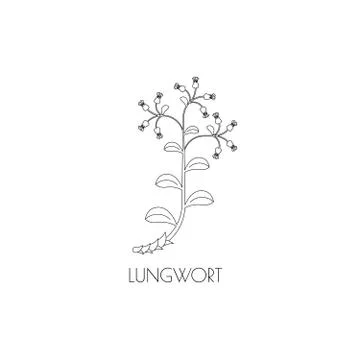 Lungwort outline icon Stock Illustration