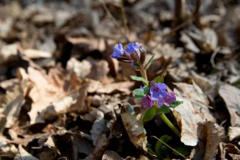 Lungwort Stock Photos