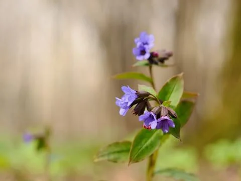 Lungwort Stock Photos