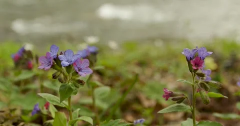 Lungwort in the spring mountain forest near the stream Stock Footage 270491561