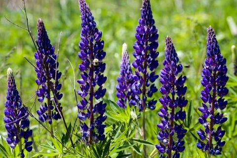 Lupin and a Eastern Bumble Bee 5566 库存照片