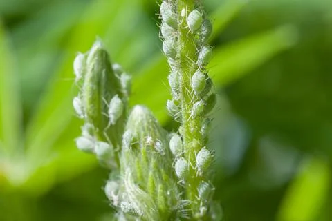 Lupin aphids, plant infested with aphids in UK garden Stock Photos