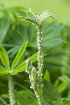 Lupin aphids, plant infested with aphids in UK garden Stock Photos