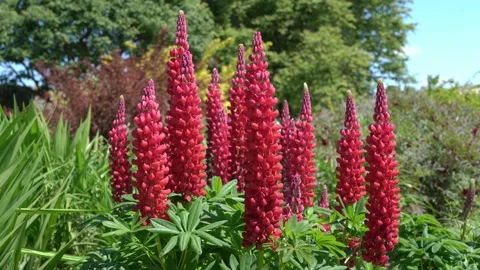 Lupin 'Beefeater' Stock Footage 197019974