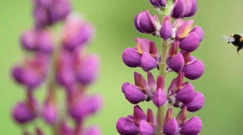LUPIN &amp; BEES 01 Stock Footage 22984422