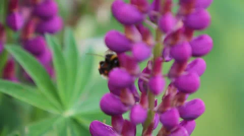 LUPIN &amp; BEES 02 Stock Footage 22994335