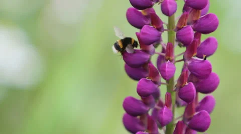 LUPIN &amp; BEES 03 Stock Footage 22995895