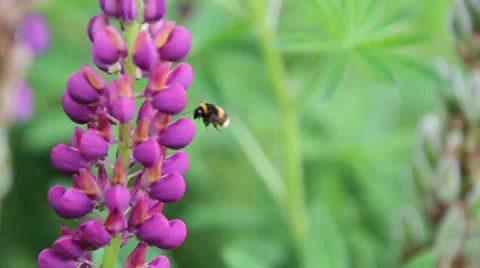 LUPIN &amp; BEES 04 Stock Footage 23018929