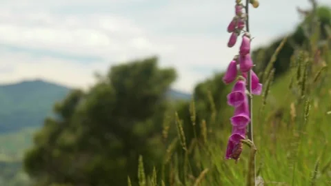 Lupin blowing in the wind Видео 260368019