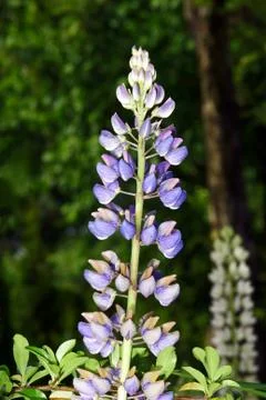 Lupin common Stock Photos