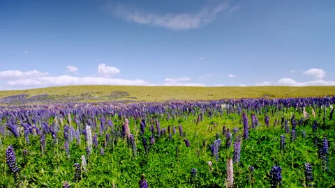 Lupin flowers blowing in the wind Stock Footage 196698976