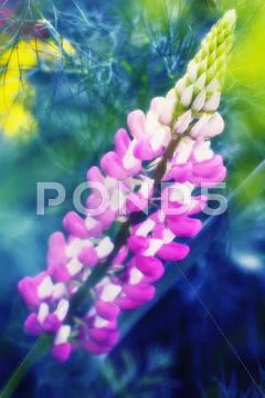 Lupin flowers (lupinus sp.) Stock Photos