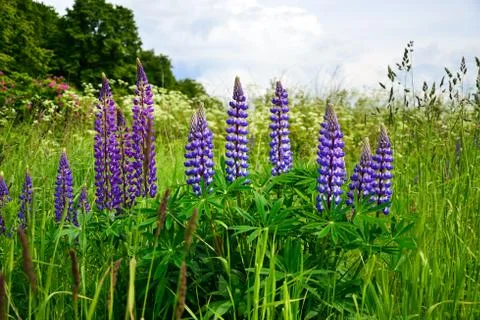 Lupin (lat. Lupinus) Stock Photos