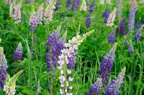 Lupin meadow Stock Photos