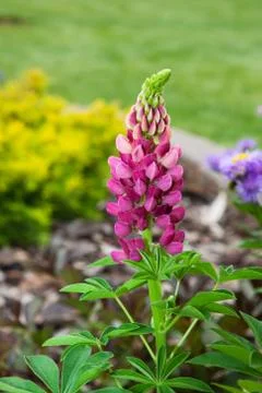 Lupin Stock Photos