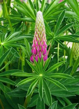 Lupin Stock Photos