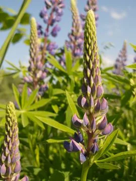 Lupin Stock Photos