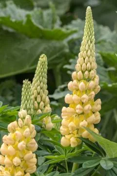 Lupin Stock Photos