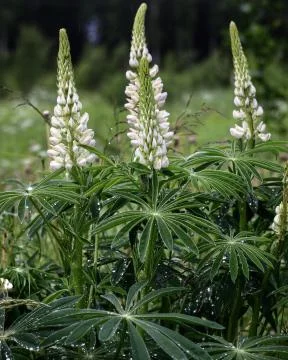 Lupin Foto stock