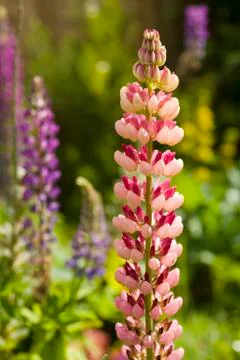 Lupin Stock Photos