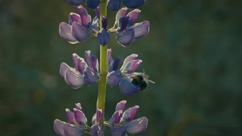 Lupine And Bumle-Bee Video stock 142460197