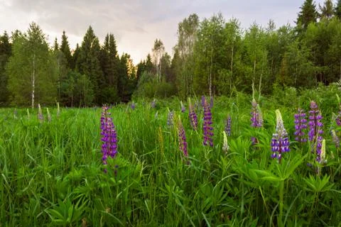 Lupine is blooming Stock Photos
