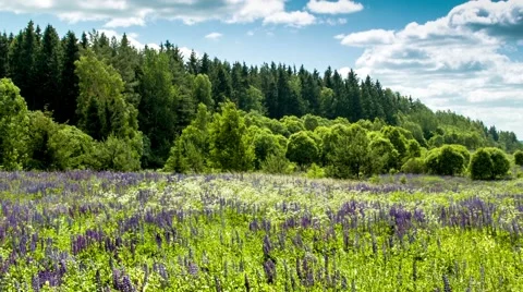 Lupine field and clouds Video stock 43127355
